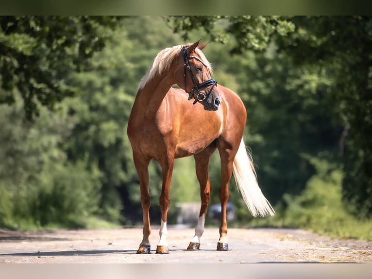 Cruzado Stute 6 Jahre 160 cm Fuchs in Windhagen