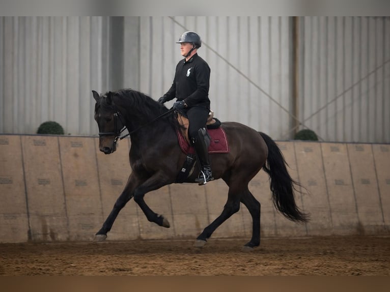 Cruzado Stute 6 Jahre 162 cm Dunkelbrauner in Neustadt (Wied)