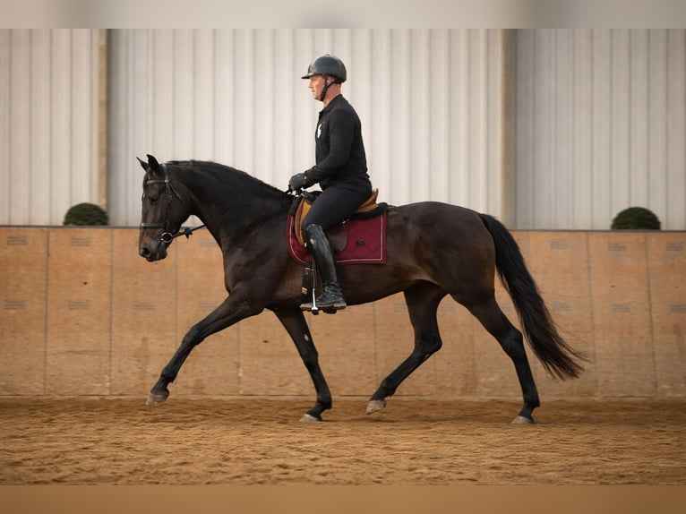 Cruzado Stute 6 Jahre 162 cm Dunkelbrauner in Neustadt (Wied)