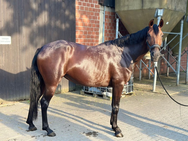 Cruzado Stute 6 Jahre 162 cm Dunkelbrauner in Brühl