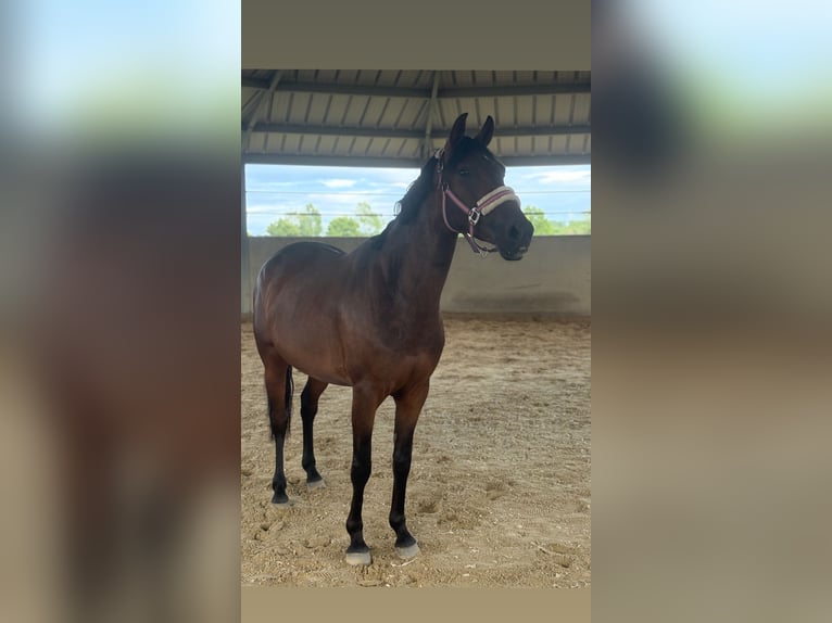 Cruzado Stute 6 Jahre 162 cm Dunkelbrauner in Brühl