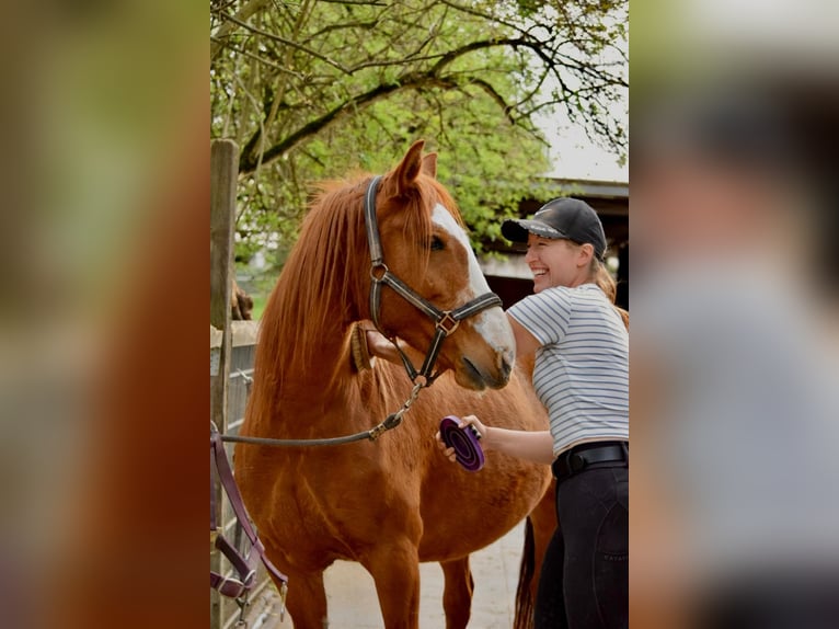 Cruzado Stute 7 Jahre 145 cm Fuchs in Bensheim