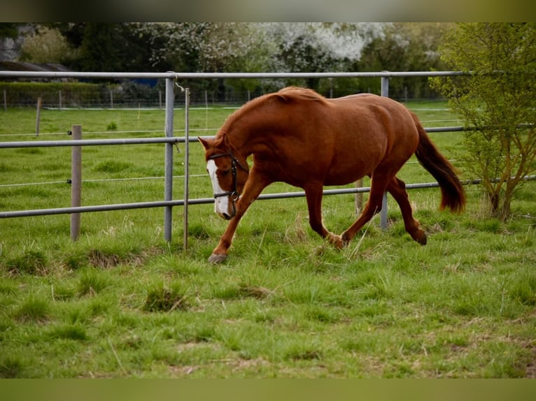 Cruzado Stute 7 Jahre 145 cm Fuchs in Bensheim