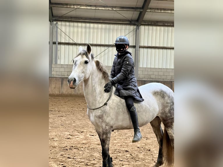 Cruzado Stute 7 Jahre 146 cm Schimmel in Mook