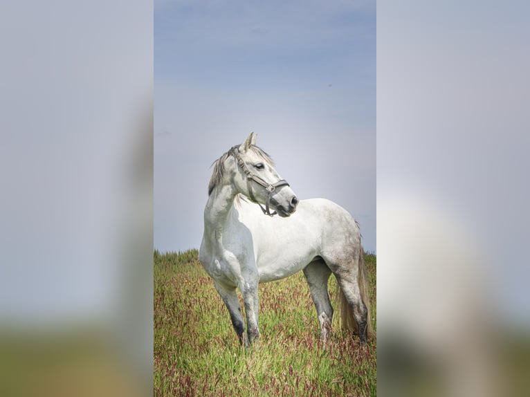 Cruzado Stute 7 Jahre 146 cm Schimmel in Mook