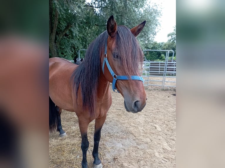Cruzado Stute 7 Jahre 150 cm Brauner in Issum