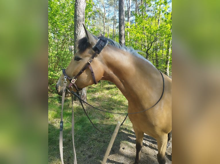 Cruzado Stute 7 Jahre 153 cm Buckskin in L&#xFC;beck