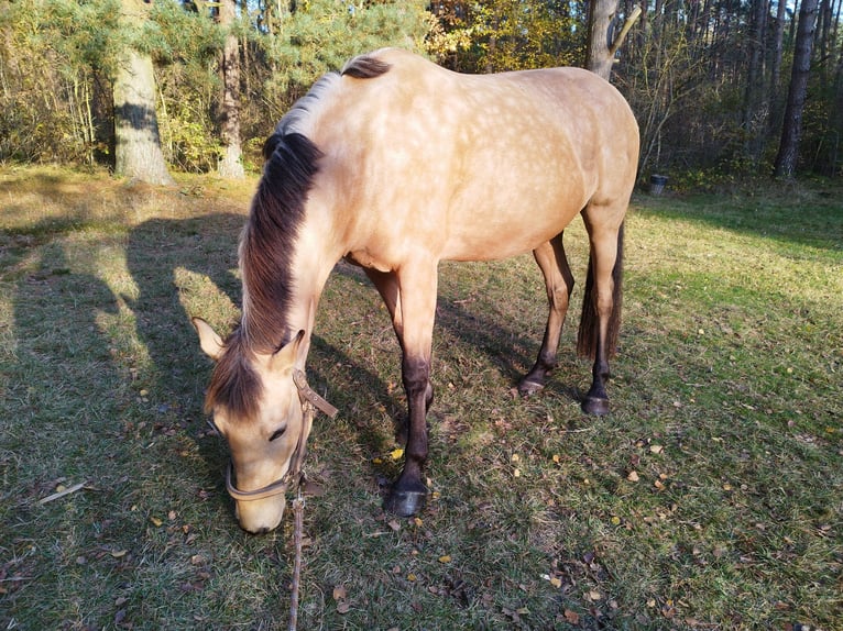 Cruzado Stute 7 Jahre 153 cm Buckskin in L&#xFC;beck