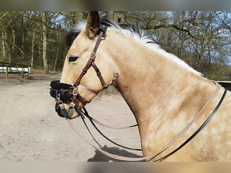 Cruzado Stute 7 Jahre 153 cm Buckskin in L&#xFC;beck