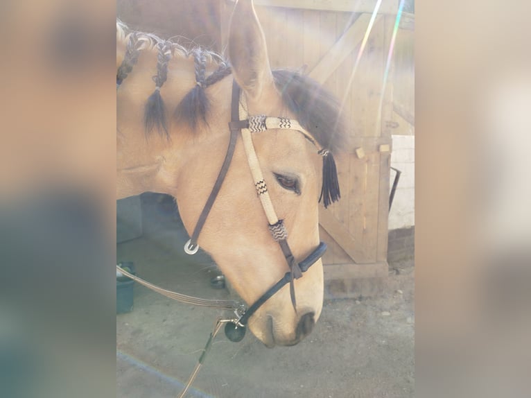Cruzado Stute 7 Jahre 153 cm Buckskin in L&#xFC;beck