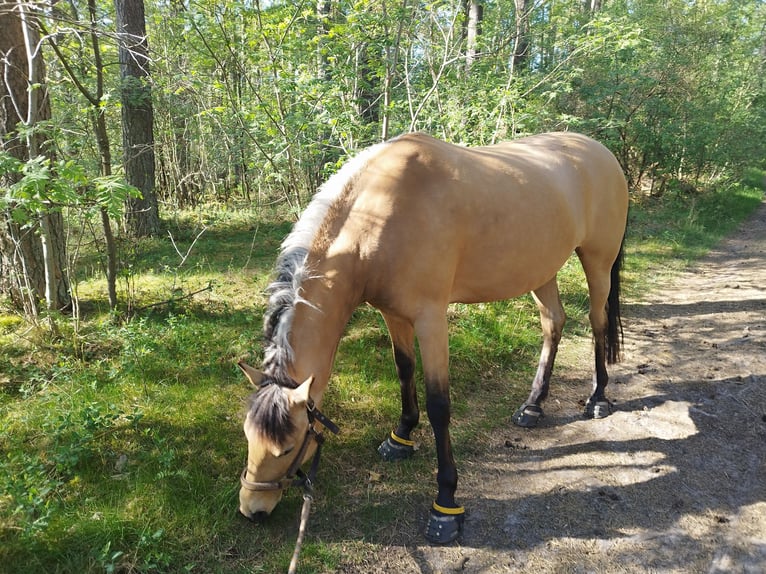 Cruzado Stute 7 Jahre 153 cm Buckskin in L&#xFC;beck