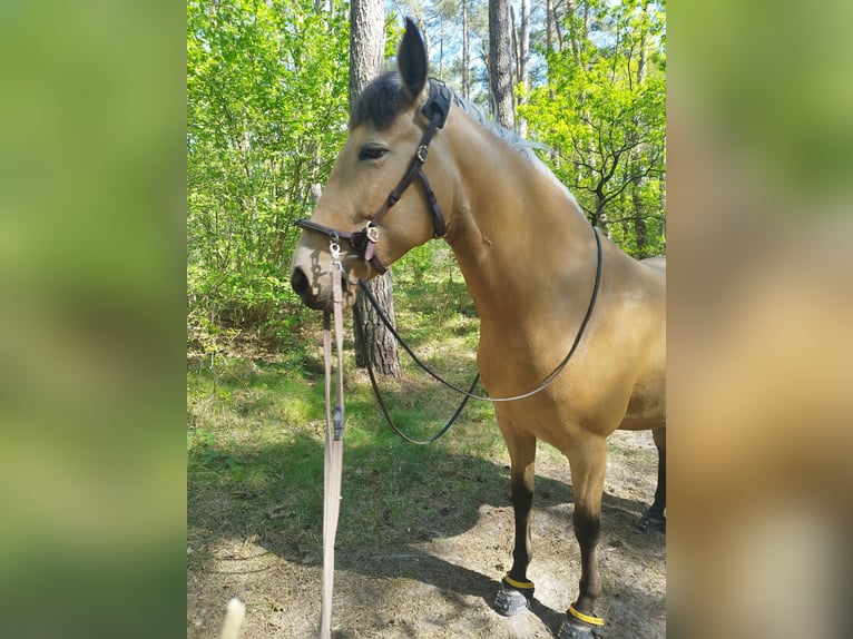 Cruzado Stute 7 Jahre 153 cm Buckskin in L&#xFC;beck