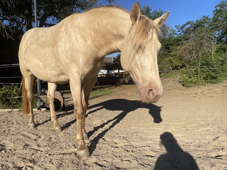 Cruzado Stute 7 Jahre 153 cm Pearl in Eisenstadt