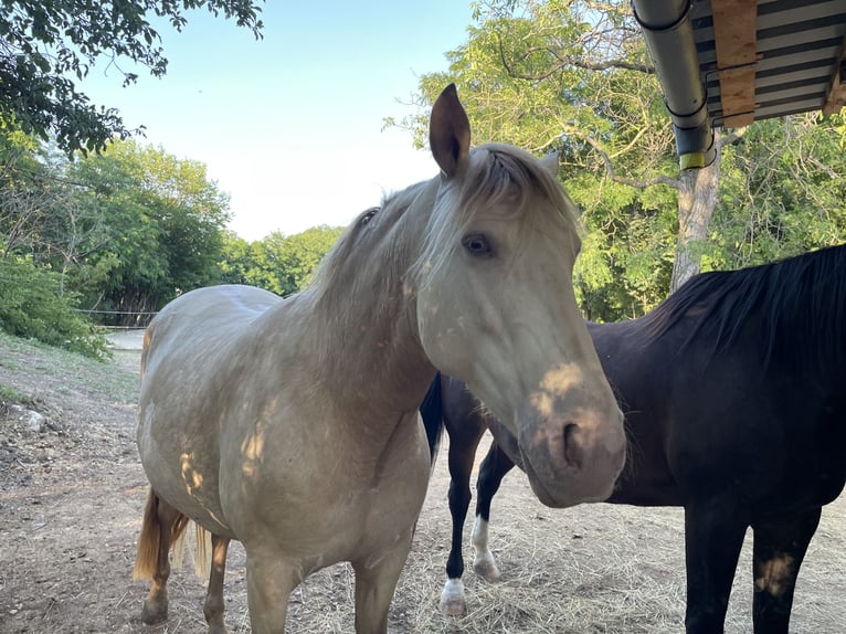 Cruzado Stute 7 Jahre 153 cm Pearl in Eisenstadt