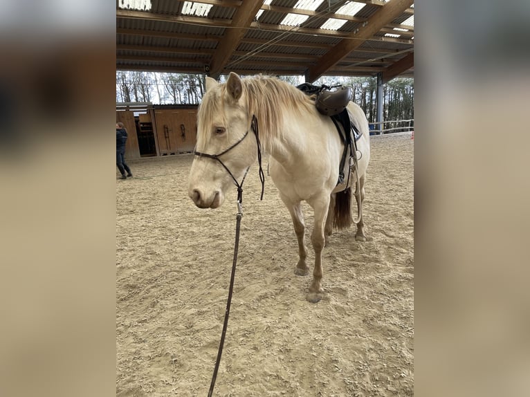 Cruzado Stute 7 Jahre 154 cm Pearl in Eisenstadt