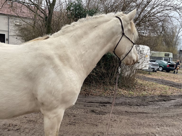 Cruzado Stute 7 Jahre 154 cm Pearl in Eisenstadt