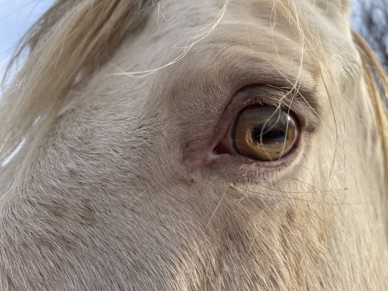 Cruzado Stute 7 Jahre 154 cm Pearl in Eisenstadt