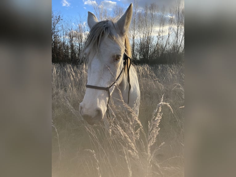 Cruzado Stute 7 Jahre 154 cm Pearl in Eisenstadt