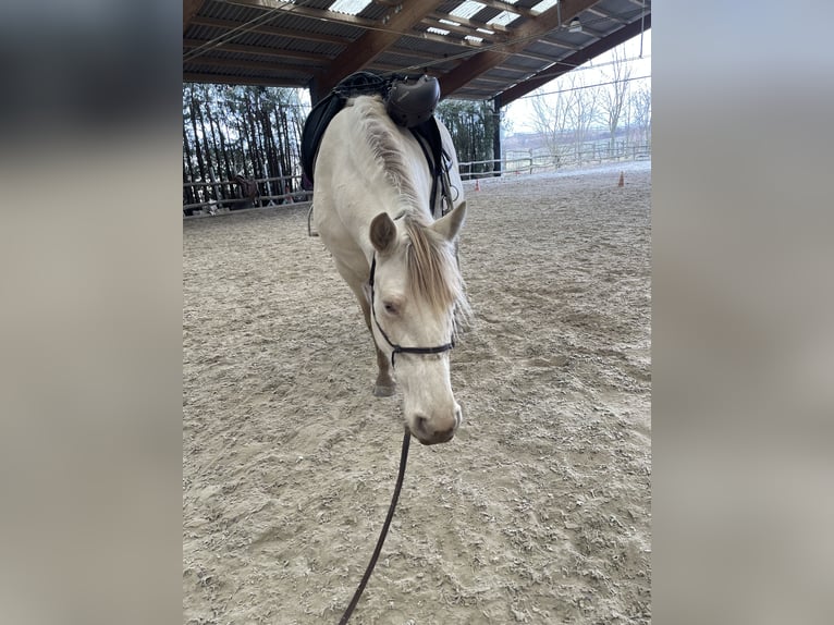 Cruzado Stute 7 Jahre 154 cm Pearl in Eisenstadt