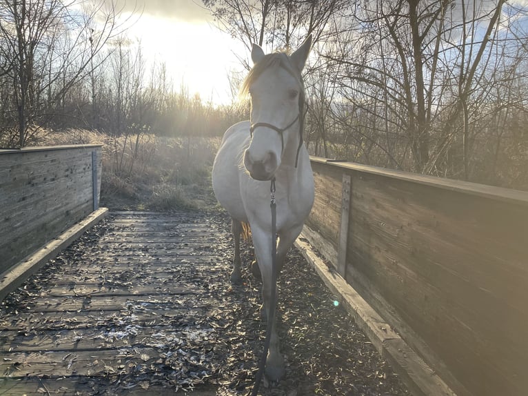 Cruzado Stute 7 Jahre 154 cm Pearl in Eisenstadt