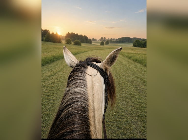 Cruzado Stute 7 Jahre 155 cm Falbe in Bad Berleburg