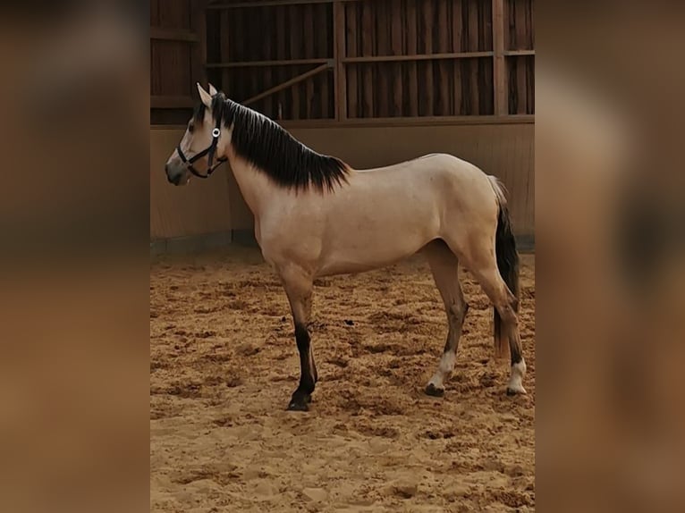 Cruzado Stute 7 Jahre 155 cm Falbe in Bad Berleburg