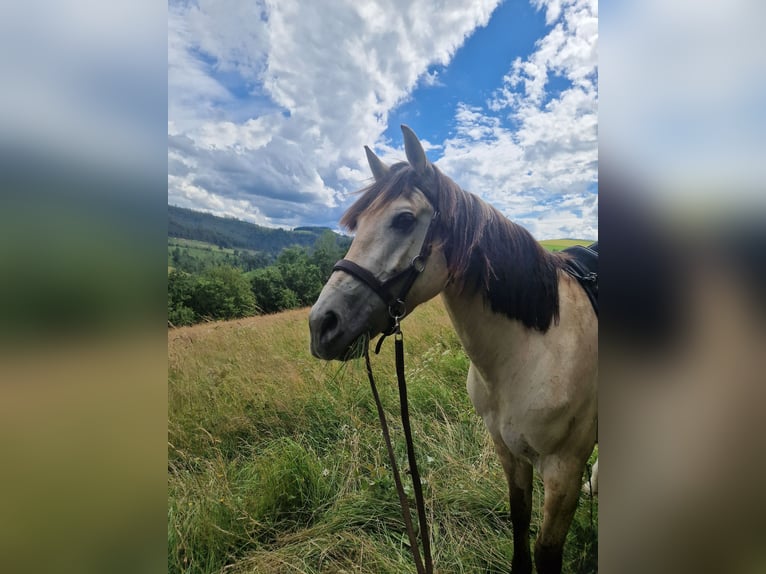 Cruzado Stute 7 Jahre 155 cm Falbe in Bad Berleburg