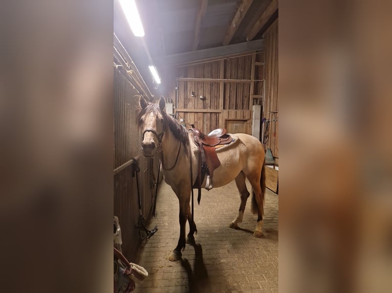 Cruzado Stute 7 Jahre 155 cm Falbe in Bad Berleburg