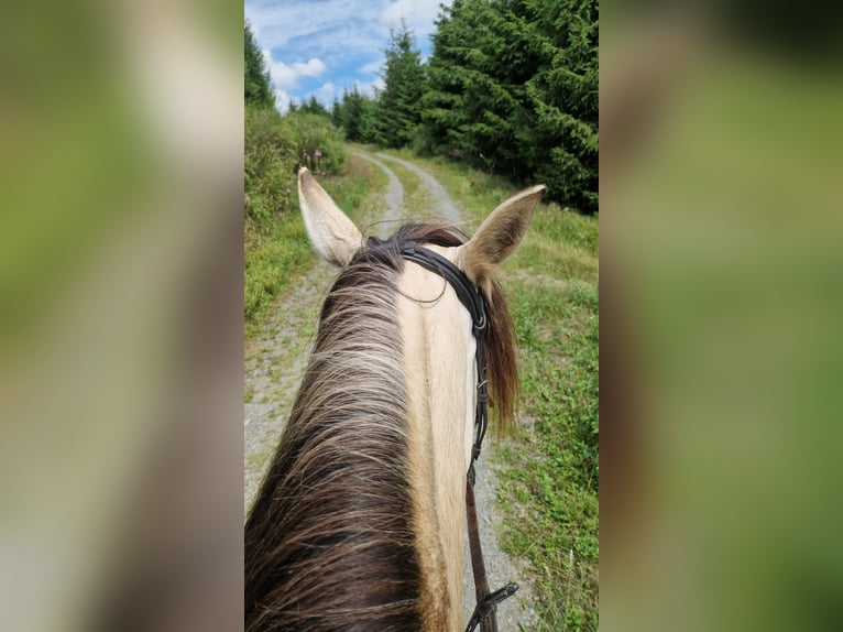 Cruzado Stute 7 Jahre 155 cm Falbe in Bad Berleburg