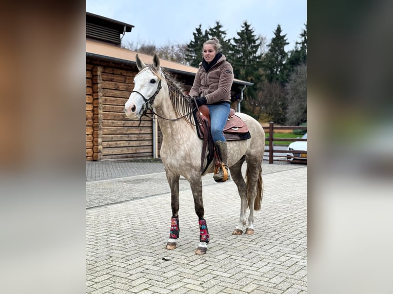 Cruzado Mix Stute 7 Jahre 155 cm  in Boekel