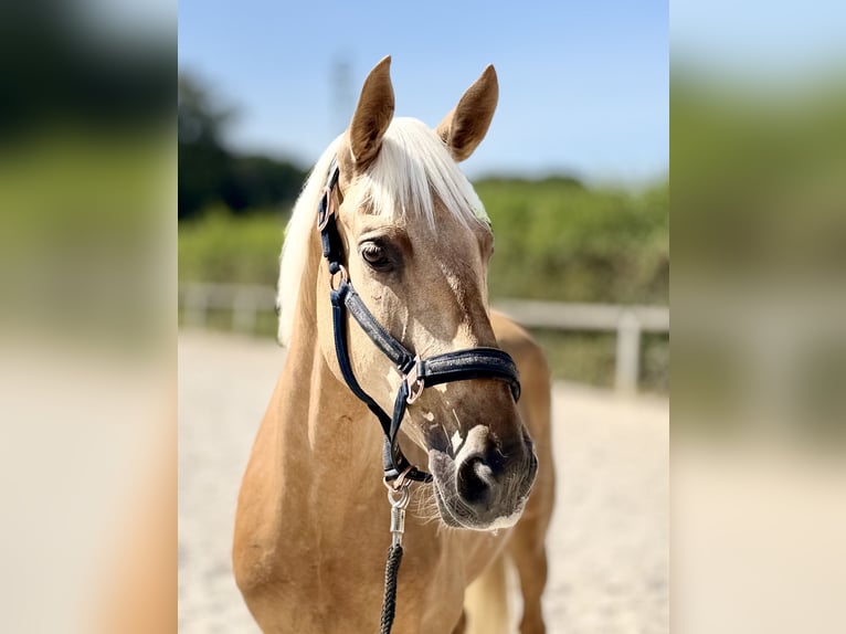 Cruzado Stute 7 Jahre 155 cm Palomino in Neustadt (Wied)