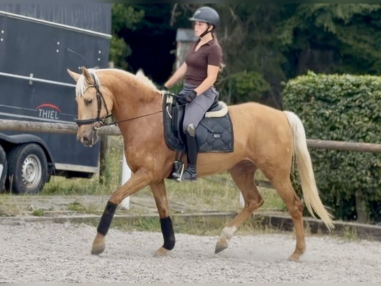 Cruzado Stute 7 Jahre 155 cm Palomino in Neustadt (Wied)