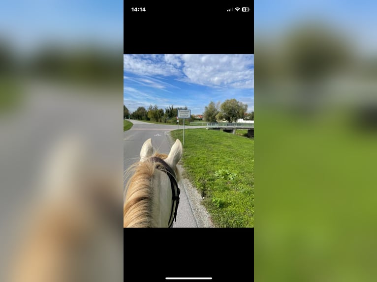 Cruzado Stute 7 Jahre 155 cm Pearl in Eisenstadt