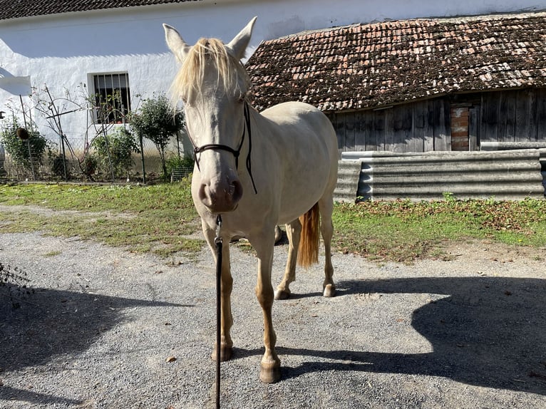 Cruzado Stute 7 Jahre 155 cm Pearl in Eisenstadt