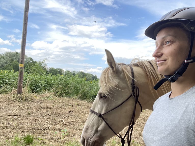 Cruzado Stute 7 Jahre 155 cm Pearl in Eisenstadt