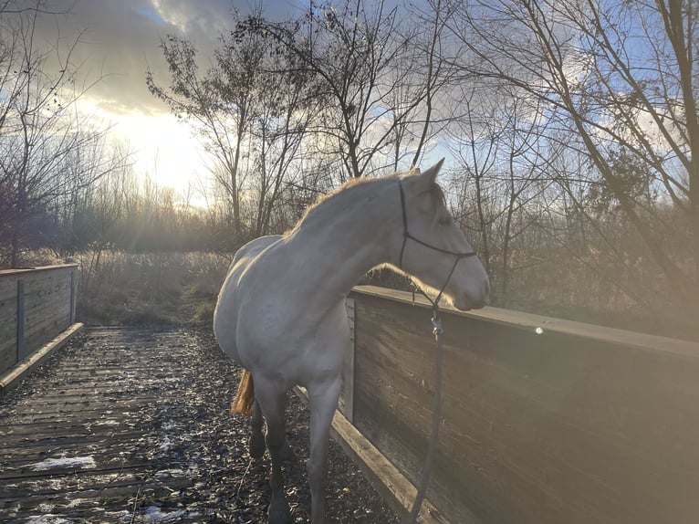 Cruzado Stute 7 Jahre 155 cm Pearl in Eisenstadt