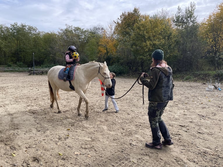 Cruzado Stute 7 Jahre 155 cm Pearl in Eisenstadt