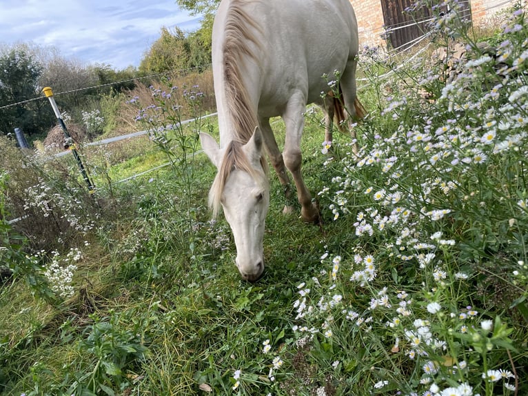 Cruzado Stute 7 Jahre 155 cm Pearl in Eisenstadt