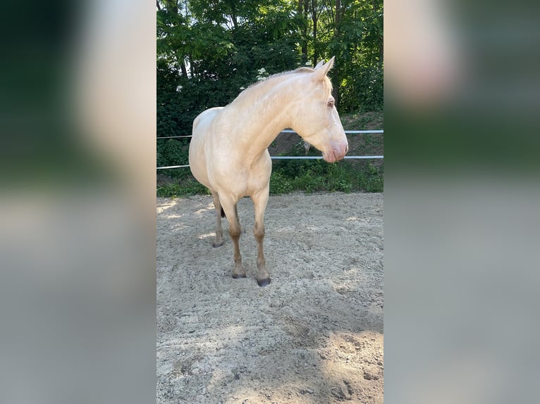 Cruzado Stute 7 Jahre 155 cm Pearl in Eisenstadt