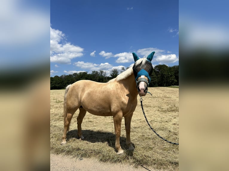 Cruzado Mix Stute 7 Jahre 156 cm Pearl in Rodgau