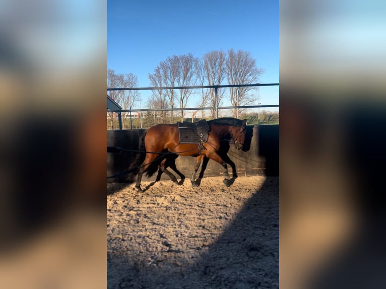 Cruzado Stute 7 Jahre 157 cm Brauner in Leverkusen