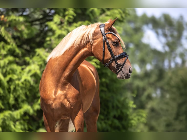 Cruzado Stute 7 Jahre 157 cm Fuchs in Windhagen