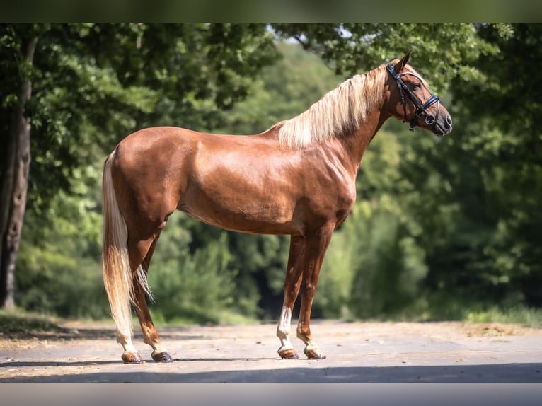 Cruzado Stute 7 Jahre 157 cm Fuchs in Windhagen