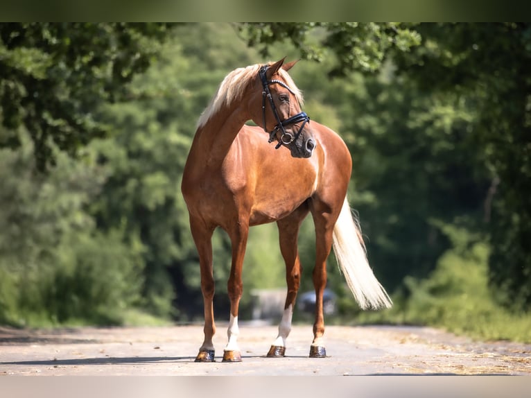Cruzado Stute 7 Jahre 157 cm Fuchs in Windhagen