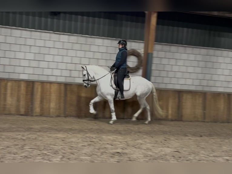 Cruzado Stute 7 Jahre 160 cm Blauschimmel in Oud Gastel