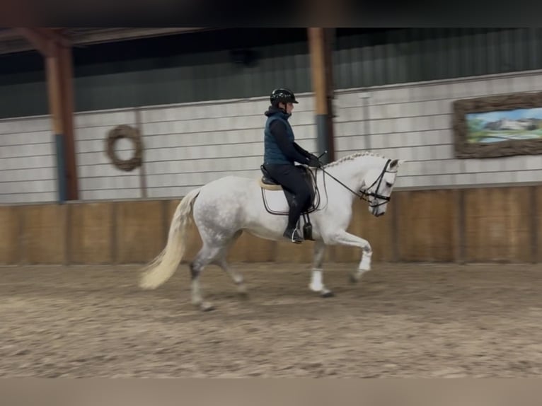 Cruzado Stute 7 Jahre 160 cm Blauschimmel in Oud Gastel