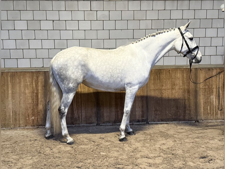 Cruzado Stute 7 Jahre 160 cm Blauschimmel in Oud Gastel