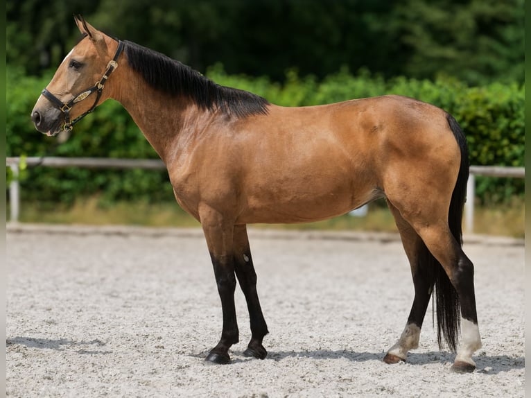 Cruzado Stute 7 Jahre 160 cm Falbe in Neustadt (Wied)