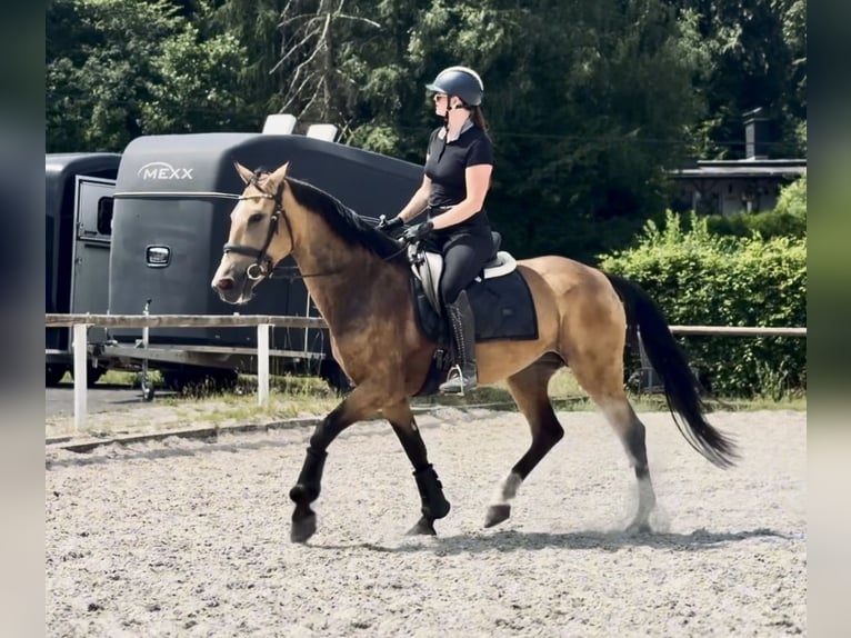 Cruzado Stute 7 Jahre 160 cm Falbe in Neustadt (Wied)