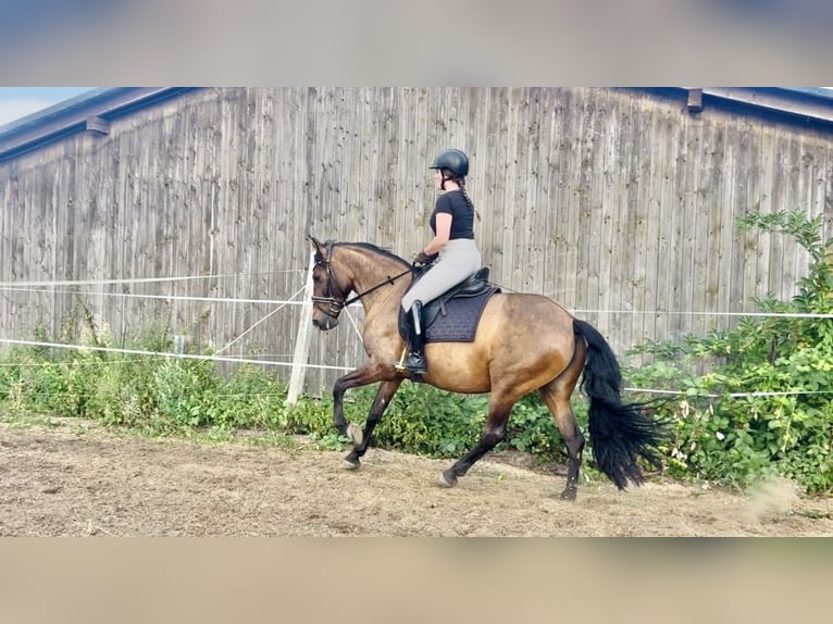 Cruzado Stute 7 Jahre 162 cm Falbe in Hamburg Spadenland